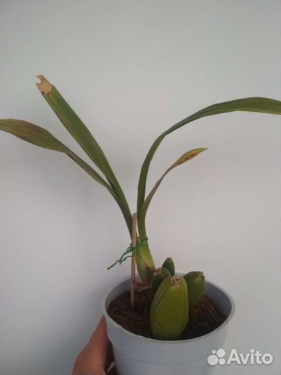 Орхидея зигопеталум