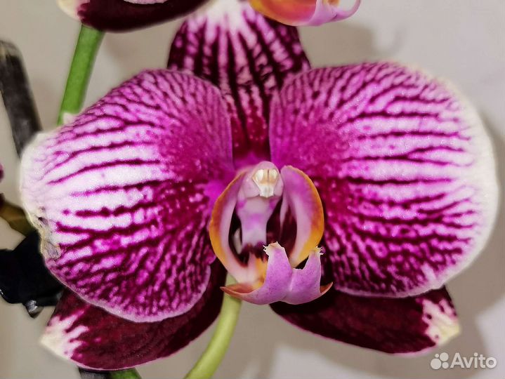 Редкая Орхидея фаленопсис Фантом Рэд