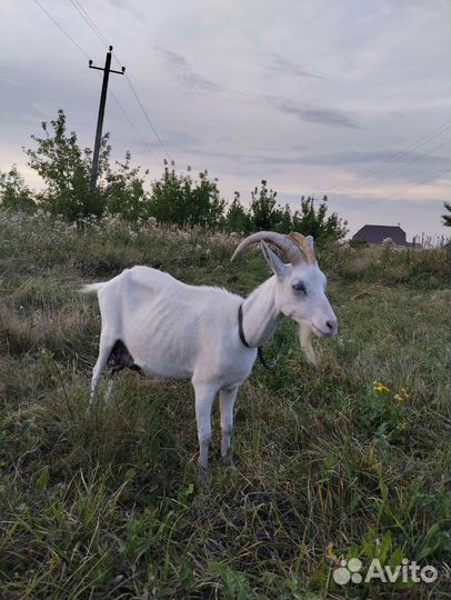 Зааненская коза дойная