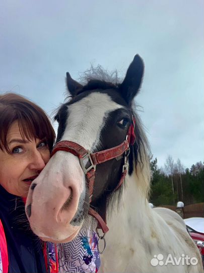 Лошади для фотосессий с инструктором