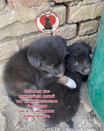 Щенки в добрые руки