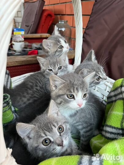 Котята в добрые руки