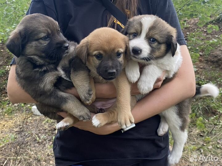 Щенок в добрые руки