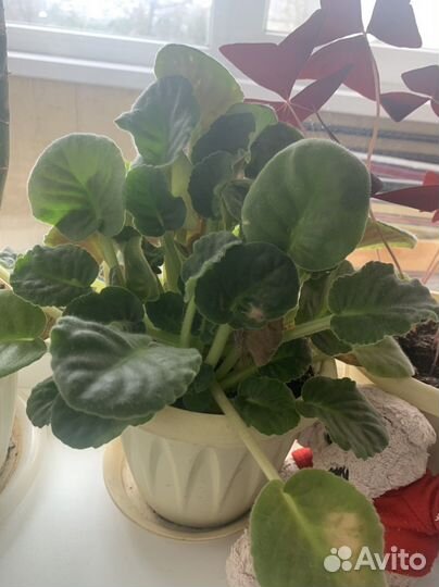 Фиалка в горшках