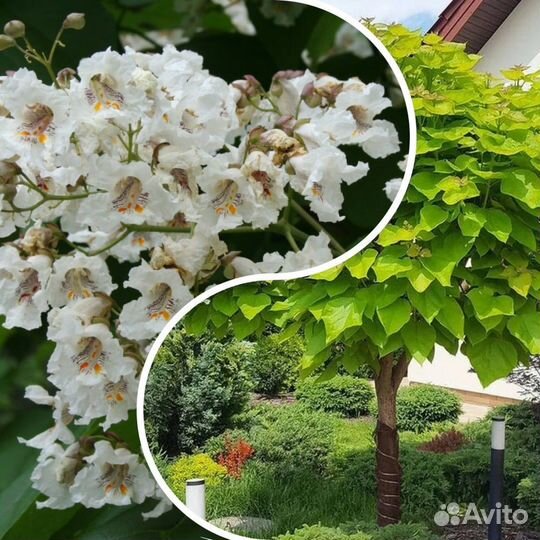 Саженцы катальпы