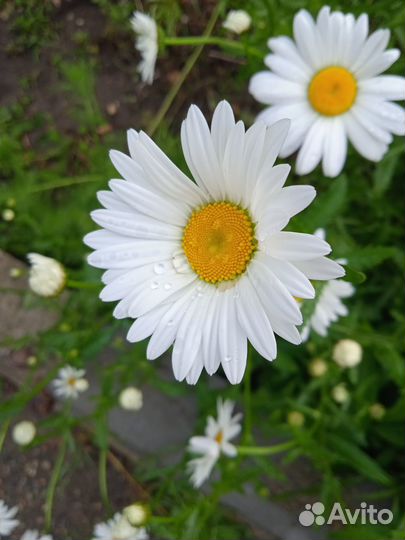 Многолетние садовые цветы