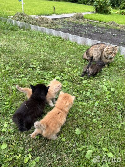 Пшистые котята
