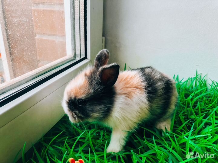 Мини карликовый кролик
