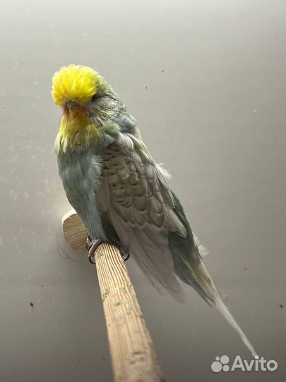 Выставочный волнистый попугай