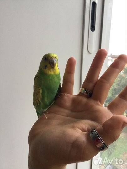 Волнистый попугай птенец самка
