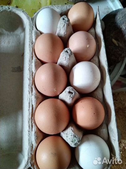 Инкубационное яйцоВывод цыплят