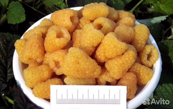 Кусты малины ремонтантной 