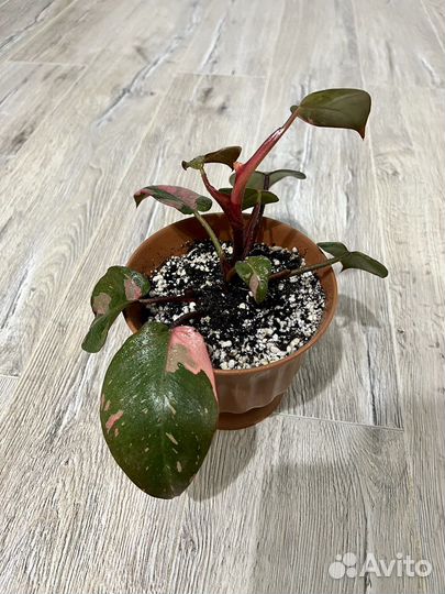 Филодендрон розовая принцесса