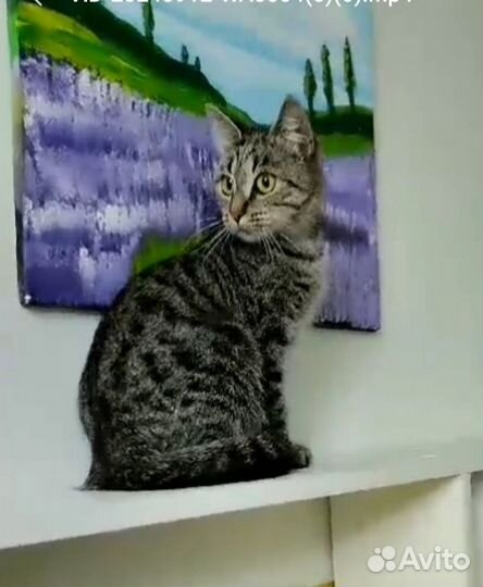 Кошка стерилизованная
