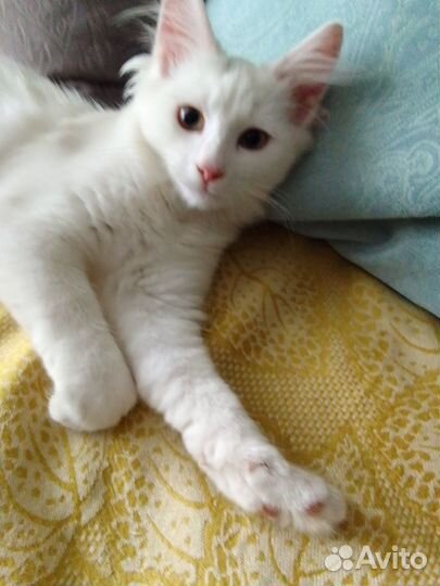 Отдам в добрые руки