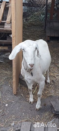 Англо нубийские козы дойные