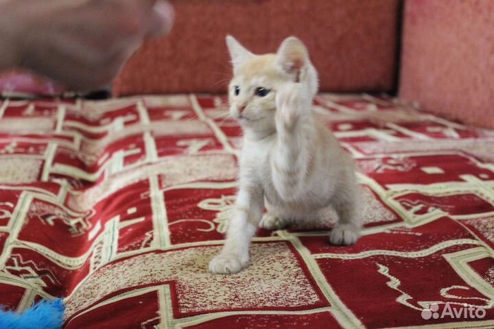 Рыжий котенок