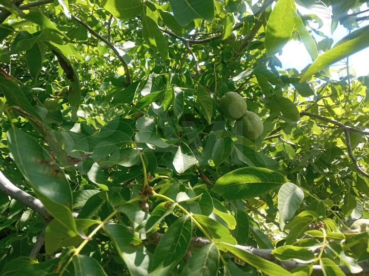 Дача 12 м² на участке 6 сот.