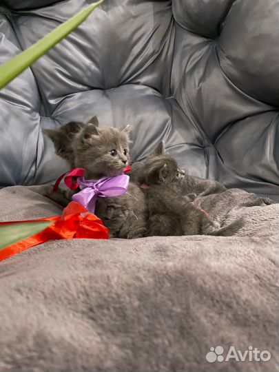 Британская