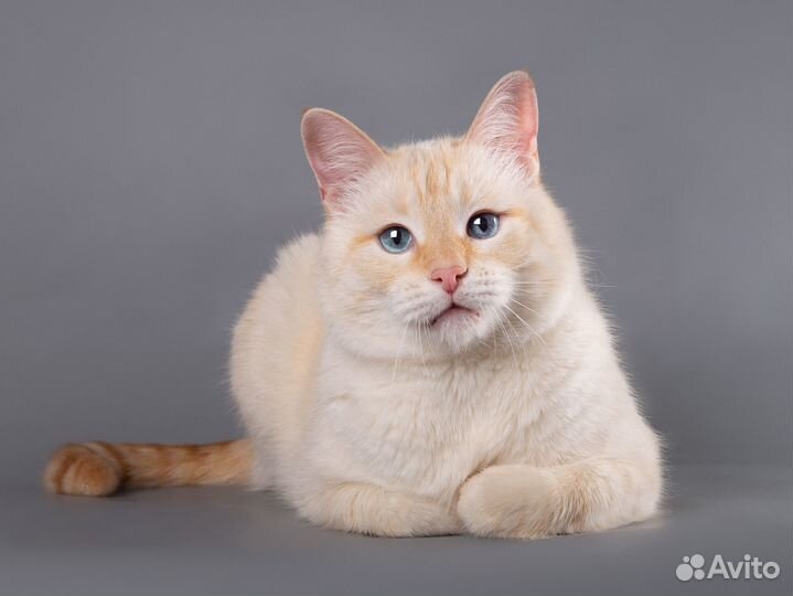Восхитительный кот Силантий (тайский, ред пойнт)