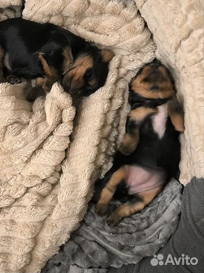 Йоркширский терьер щенки мини девочки