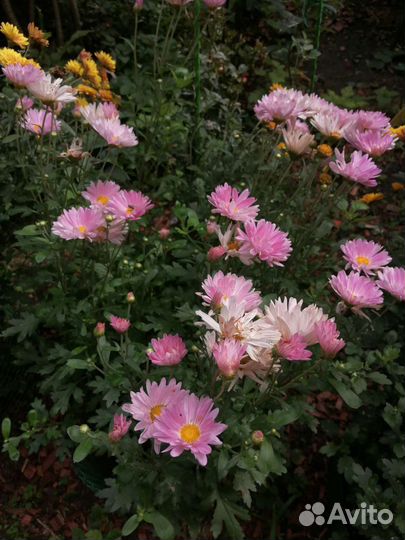 Цветы многолетники