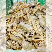 Ростовский рак доставка до двери