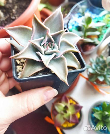 Эхеверия Мадиба