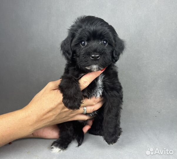 Милейшие щенки йоркипу