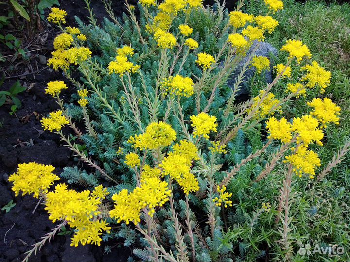 Барвинок, очиток 2 вида, высокая сентябрина