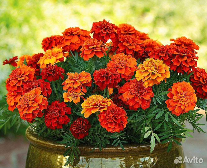 Бархатцы. Рассада