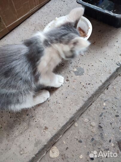 Котёнок дымчатый с белым, мальчик в добрые руки