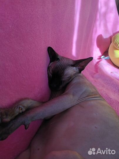 Канадский сфинкс