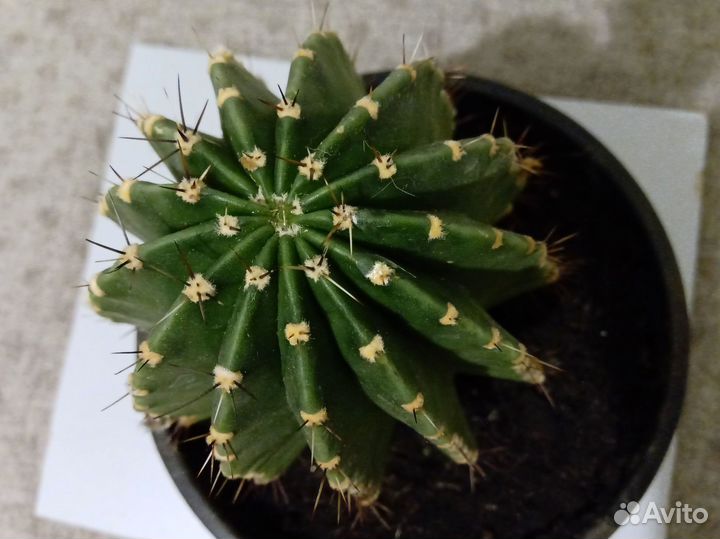 Кактус большой