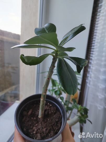Адениум обесум укорененные черенки