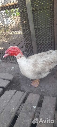 Мускусные утки тяжелые линии