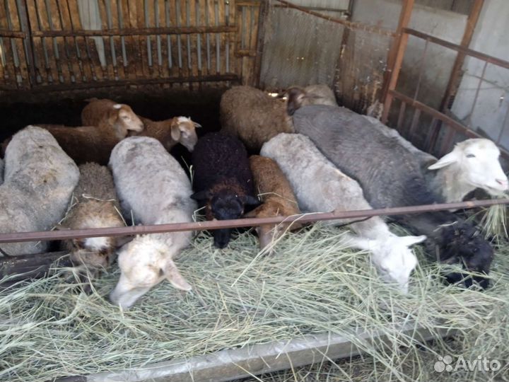 Овцы бараны ягнята