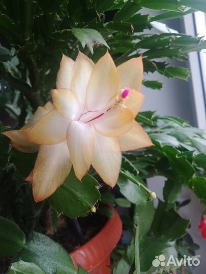 Декабрист желтый