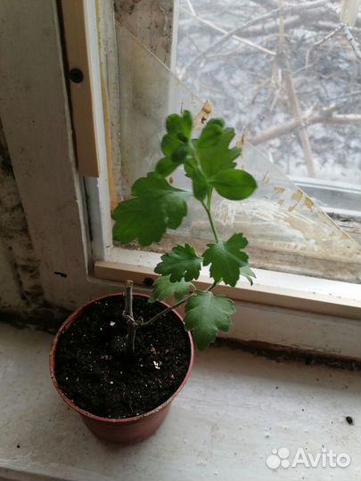 Хризантема дубок
