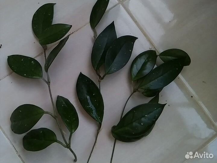 Хойа и сансевиерия