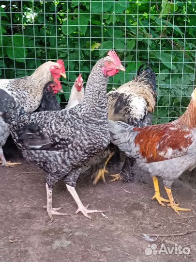 Молодые петушки, обмен, продажа