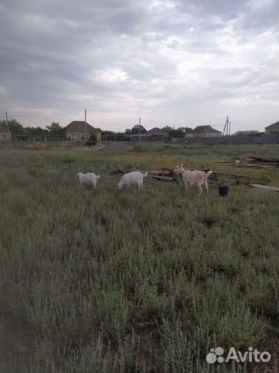 Зааненские козы дойные