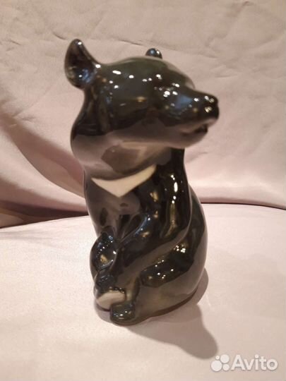 Медведь с белой грудкой. ифз