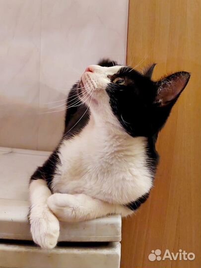 Кот