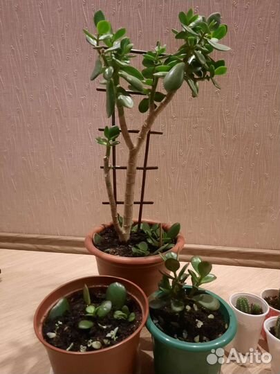 Кактус суккулента толстянка