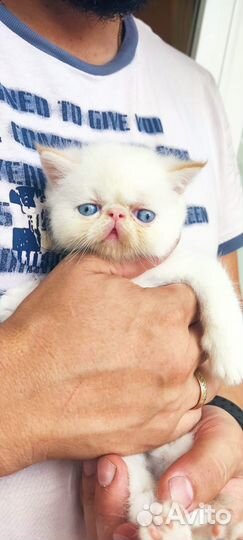 Котята экзотики