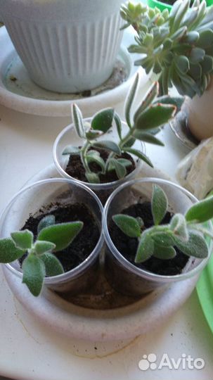 Продам кактусы и суккуленты