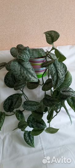 Сциндапсус Pictus Trebie