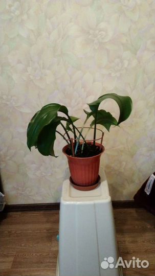 Эухарис амазонская лилия