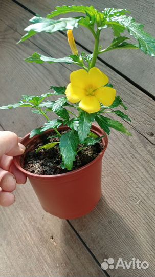 Тёрнера, лантана